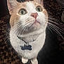 cat, pet, whiskers, collar, fur, orange_and_white, curious, close_up, indoor, carpet, animal, domestic_animal, looking_up, cute, feline, portrait, ears, tag, floor, wide_eyes