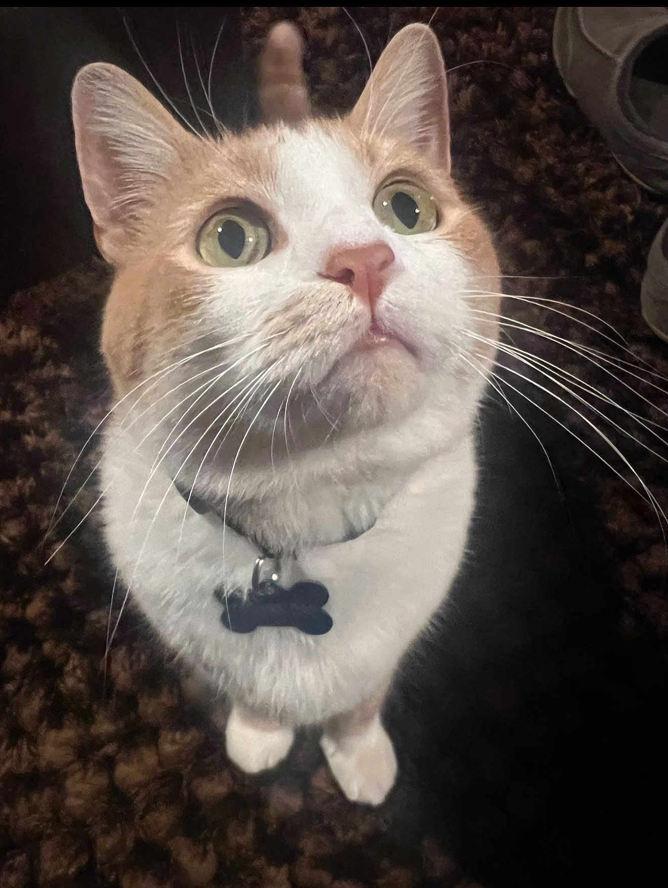 Pistachio joined the competition — help win amazing prizes! cat, pet, whiskers, collar, fur, orange_and_white, curious, close_up, indoor, carpet, animal, domestic_animal, looking_up, cute, feline, portrait, ears, tag, floor, wide_eyes