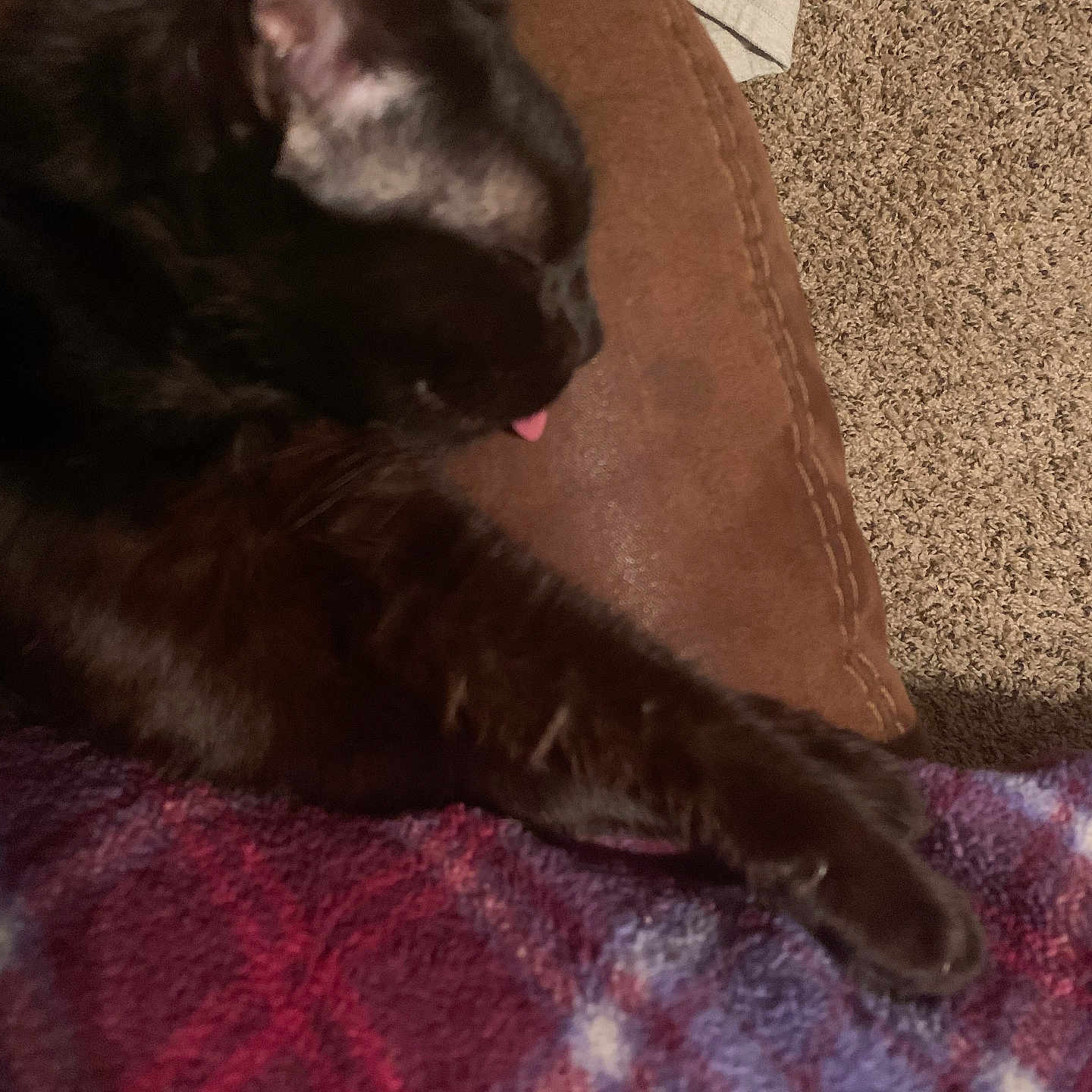 Luna is registered to the contest to win money with this photo: animal, black_cat, brown_couch, carpet, cat, closeup, cozy, cute, feline, fur, home, indoor, nap, paw, pet, plaid_blanket, relaxing, resting, sleeping, tongue_out