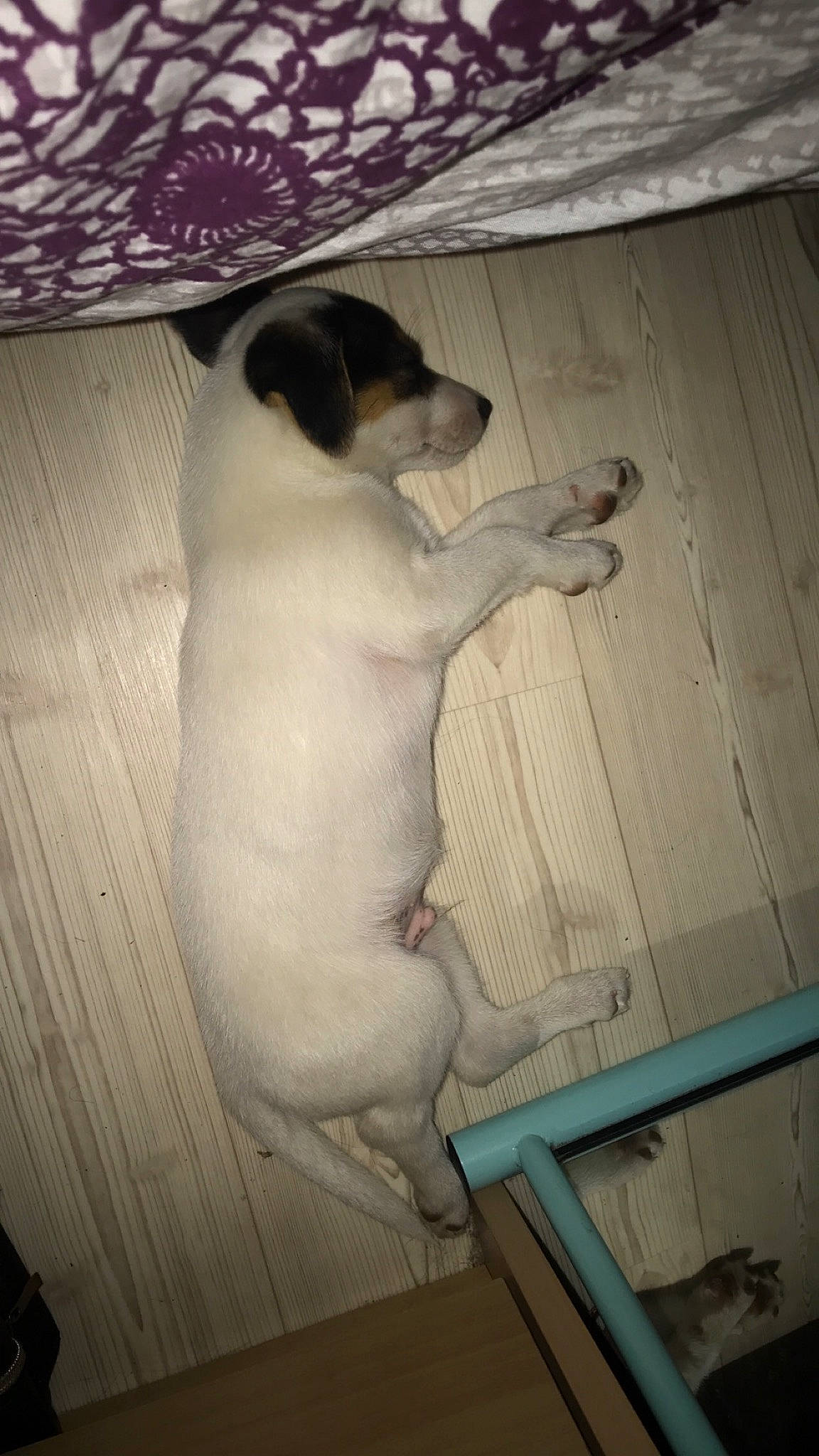 Rafal a rejoint le concours — aidez-le/la à gagner de superbes lots ! canidae, carnivore, chilean_fox_terrier, dog, dog_breed, fawn, feist, fox_terrier, jack_russell_terrier, japanese_terrier, ratonero_bodeguero_andaluz, russell_terrier, smooth_fox_terrier, sporting_group, tail, treeing_feist