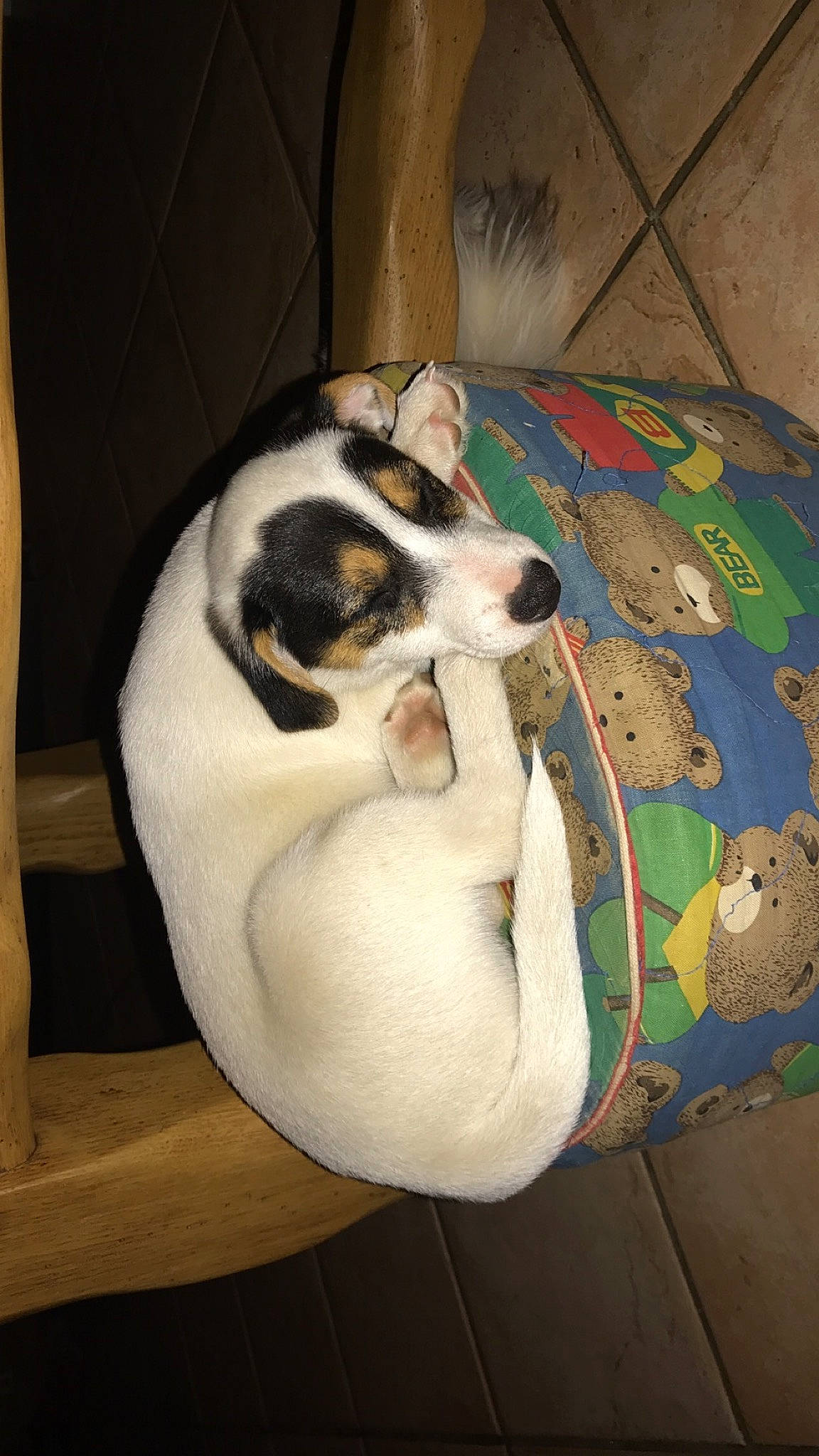 Rafal a rejoint le concours — aidez-le/la à gagner de superbes lots ! canidae, carnivore, companion_dog, danish_swedish_farmdog, dog, dog_breed, feist, fox_terrier, jack_russell_terrier, mammal, miniature_fox_terrier, parson_russell_terrier, puppy, rat_terrier, ratonero_bodeguero_andaluz, russell_terrier, smooth_fox_terrier, tenterfield_terrier, toy_fox_terrier, treeing_feist