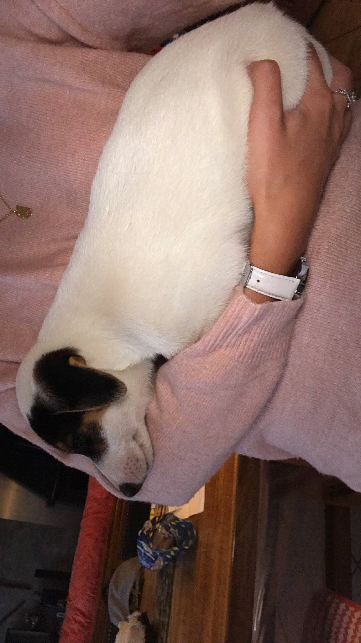 Rafal a rejoint le concours — aidez-le/la à gagner de superbes lots ! canidae, carnivore, dog_breed, tail