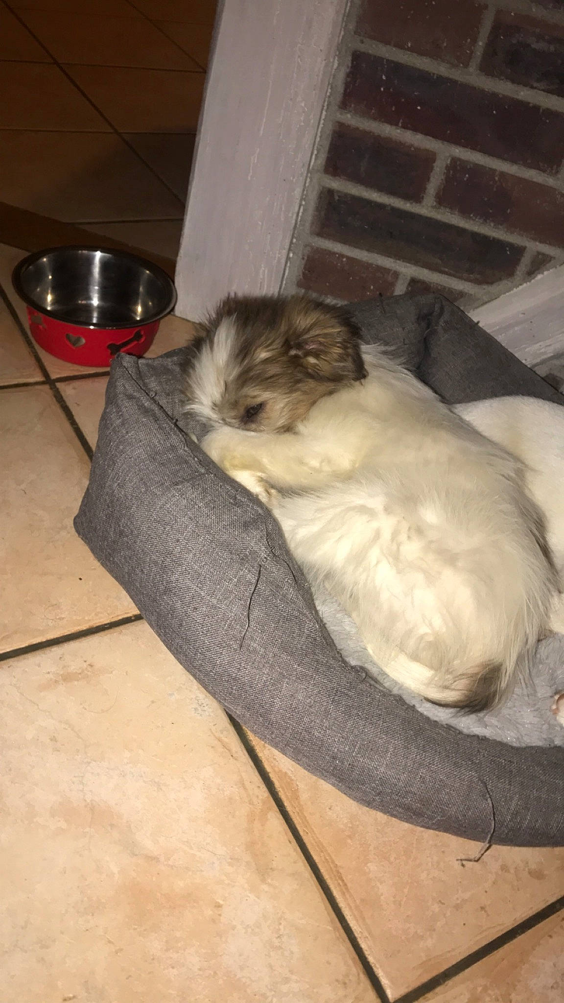 Rex participe au concours pour gagner de l'argent avec cette photo : canidae, carnivore, cat, dog_breed, fawn, felidae, shih_tzu, small_to_medium_sized_cats