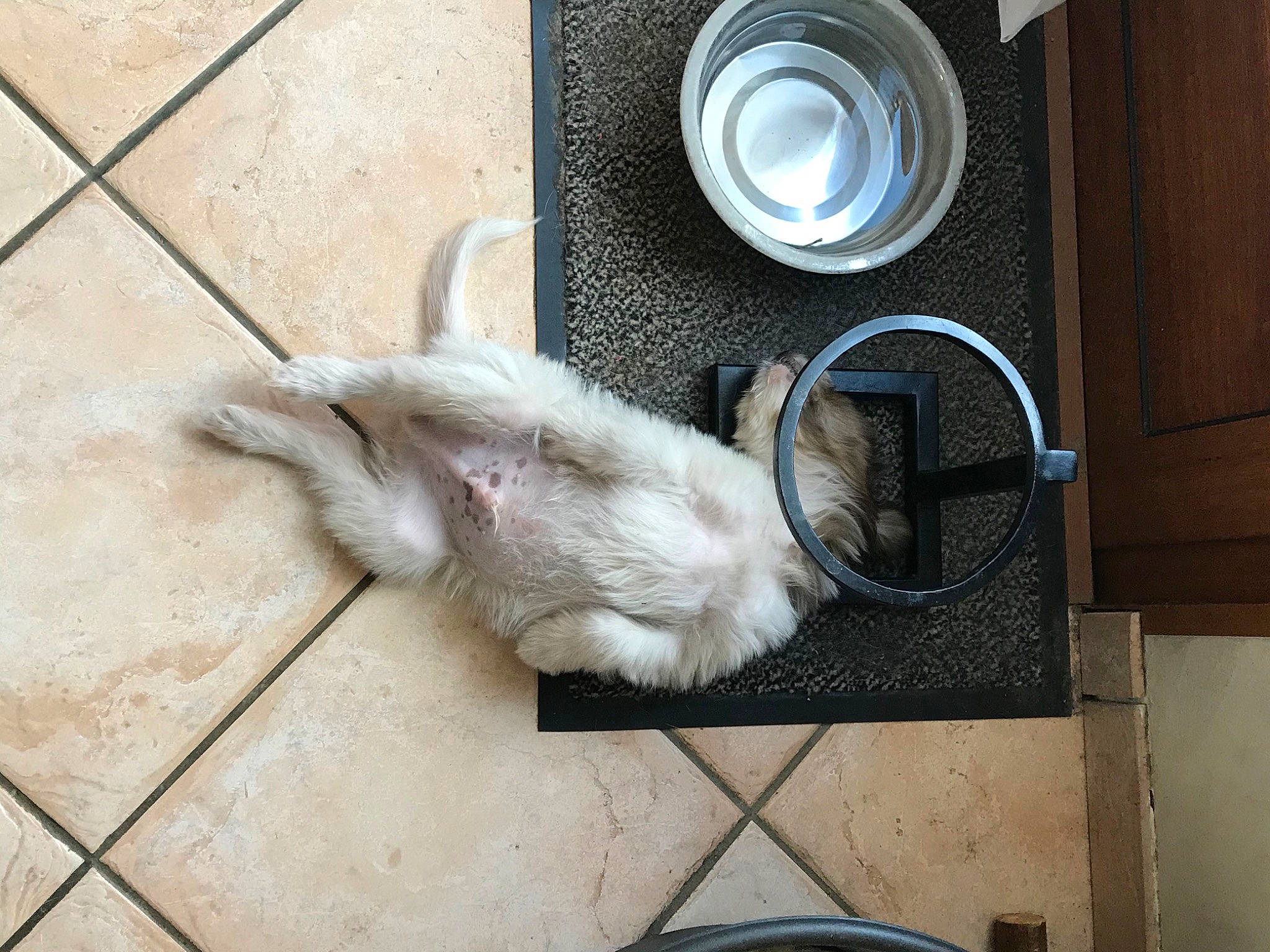 Rex a rejoint le concours — aidez-le/la à gagner de superbes lots ! canidae, carnivore, cat, ear, fawn, felidae, fur, kitten, small_to_medium_sized_cats, tail