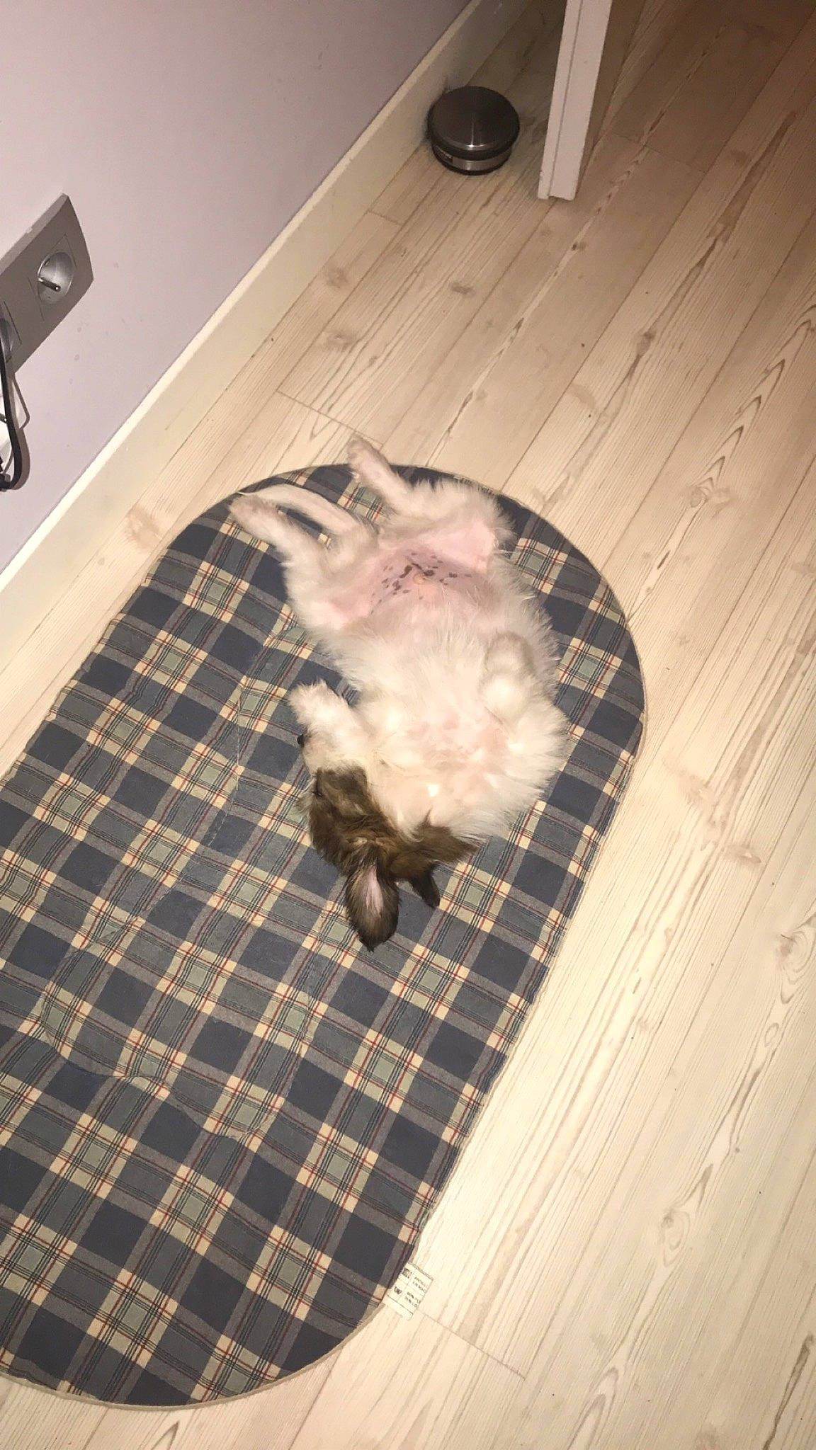 Rex participe au concours pour gagner de l'argent avec cette photo : canidae, carnivore, cat, companion_dog, design, dog_breed, fawn, floor, flooring, fur, hardwood, non_sporting_group, pattern, tail, tile, wood