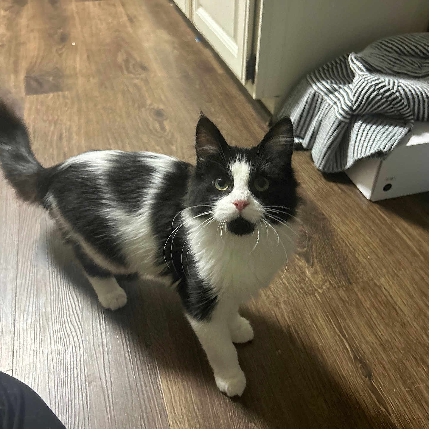Junie is registered to the contest to win money with this photo: animal, architecture, bed, building, canine, cat, dog, furniture, hardwood, indoors, interiordesign, kitten, livingroom, manx, pet, plywood, puppy, room, stainedwood, wood