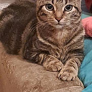 Viky a rejoint le concours — aidez-le/la à gagner de superbes lots ! cat, tabby, pet, feline, paw, whiskers, eyes, fur, couch, sofa, cushion, blanket, indoor, close_up, portrait, resting, relaxed, claws, upholstery, home