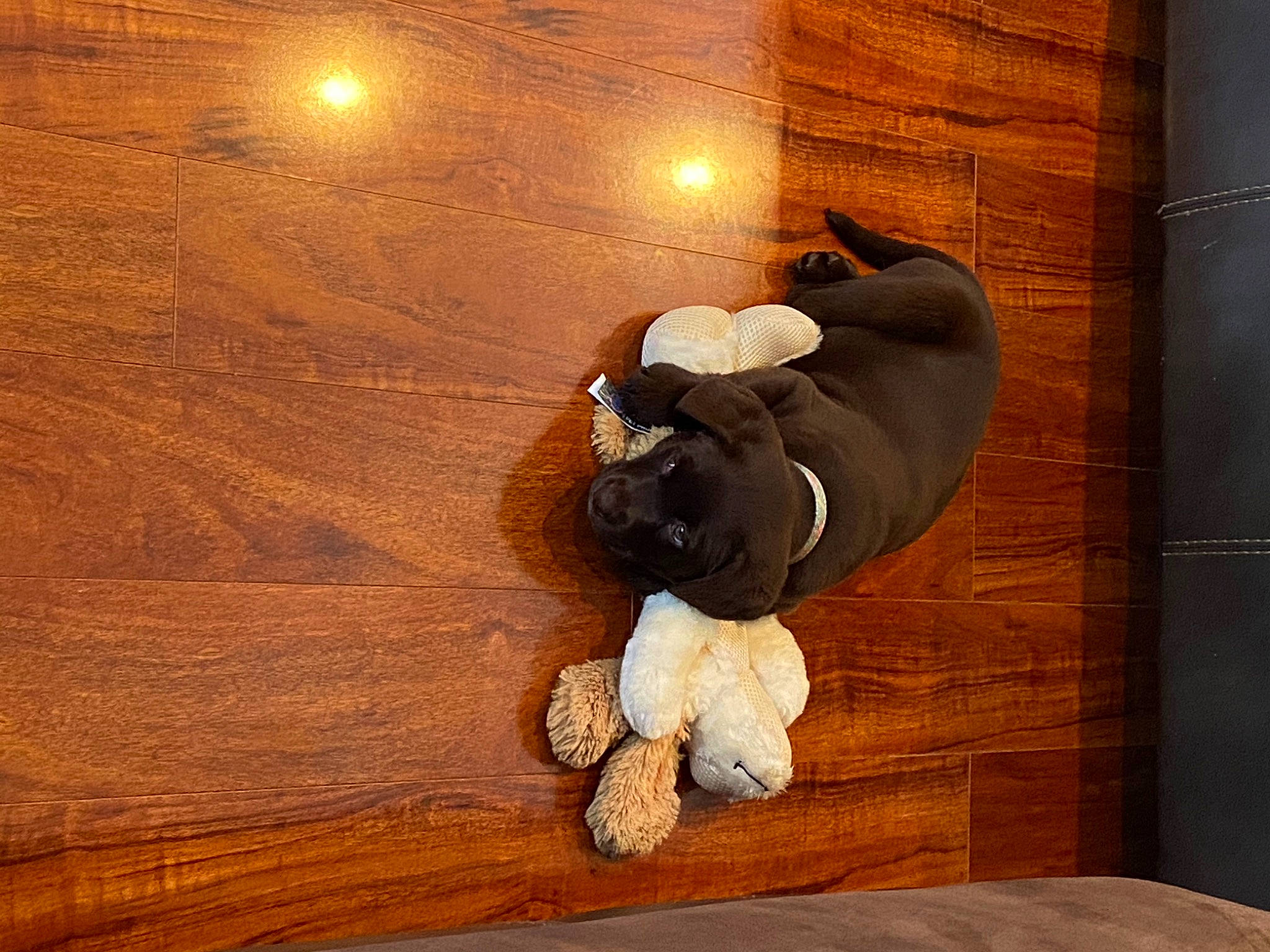 Oakley is registered to the contest to win money with this photo: fawn, flooring, hardwood, laminate_flooring, plush, plywood, stuffed_toy, toy, varnish, wood, wood_flooring, wood_stain