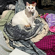 Ollie joined the competition — help win amazing prizes! cat, white_cat, heterochromia, blanket, comforter, pile, indoor, furniture, cluttered_room, purple_blanket, gray_blanket, pink_blanket, floor, collar, pet, animal, resting, looking_at_camera, cozy, domestic