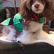 Domo Wallace joined the competition — help win amazing prizes! dog, poodle, pet, holiday, christmas, ornament, couch, leather, green_clothing, fur, cute, indoor, decor, tree, paw_prints, festive, animal, small_dog, fluffy, red
