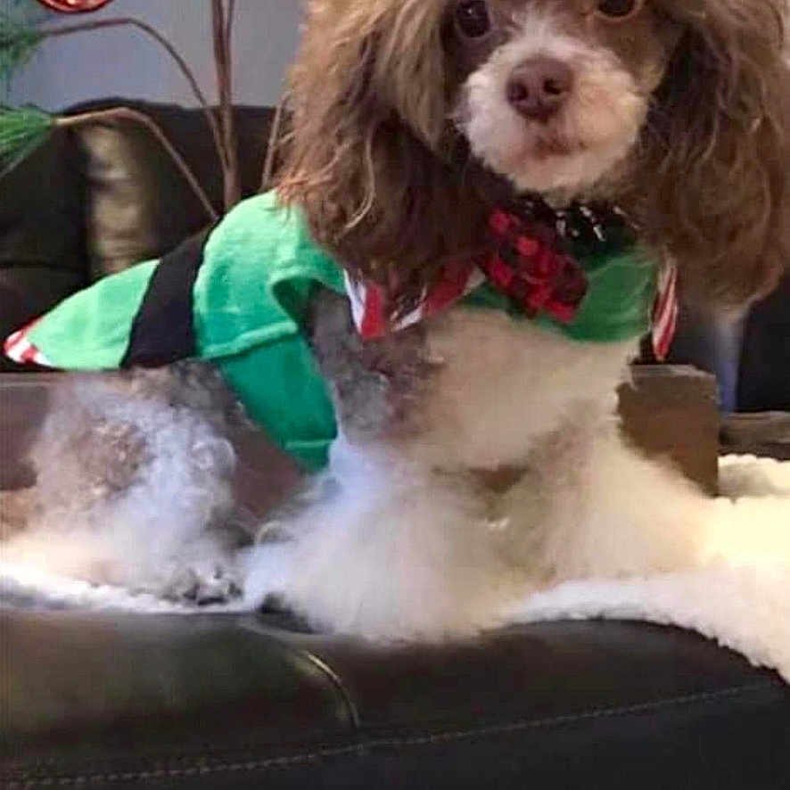 Domo Wallace joined the competition — help win amazing prizes! dog, poodle, pet, holiday, christmas, ornament, couch, leather, green_clothing, fur, cute, indoor, decor, tree, paw_prints, festive, animal, small_dog, fluffy, red