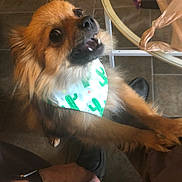 Lady is registered to the contest to win money with this photo: dog, bandana, indoor, tile_floor, glass_table, person, hand, footwear, brown_fur, small_dog, pet, looking_up, excited, cute, close_up, animal, domestic, cactus_pattern, table_leg, human_interaction