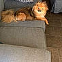 Lady joined the competition — help win amazing prizes! dog, couch, gray_furniture, living_room, floor_tiles, pillow, pet, fur, tail, domestic_animal, indoor, alert, brown_dog, seated, looking, cozy, relaxed, furniture, home, animal