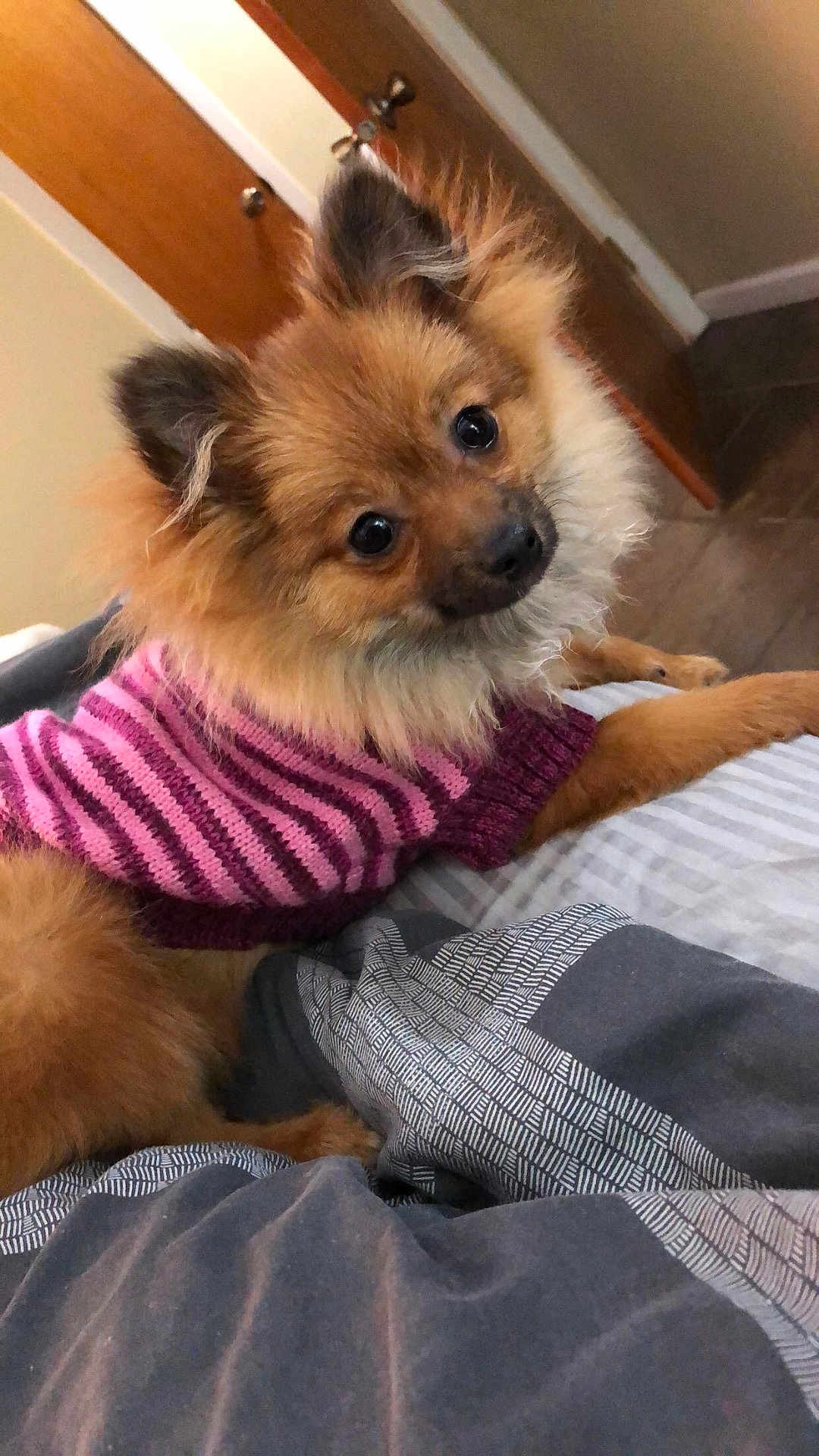 Lady