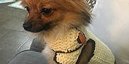 Lady is registered to the contest to win money with this photo: dog, small_dog, puppy, knitted_sweater, brown_fur, fluffy, indoor, couch, pet, cute, animal, sitting, cozy, fur, ears, tail, home, curious, companion, domestic