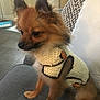 dog, small_dog, puppy, knitted_sweater, brown_fur, fluffy, indoor, couch, pet, cute, animal, sitting, cozy, fur, ears, tail, home, curious, companion, domestic