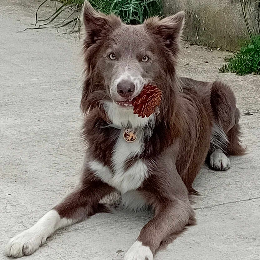 Scampi a rejoint le concours — aidez-le/la à gagner de superbes lots ! accessories, animal, bodypart, brick, canine, collie, cream, dessert, dog, eskimodog, food, grass, husky, icecream, mouth, pet, plant, puppy, snout, whitedog