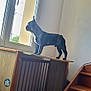 dog, black_dog, window, wooden_table, stairs, indoor, pet, curious, looking_out, floor_tiles, daylight, furniture, wood, animal, domestic_animal, canine, standing, side_view, quiet, home