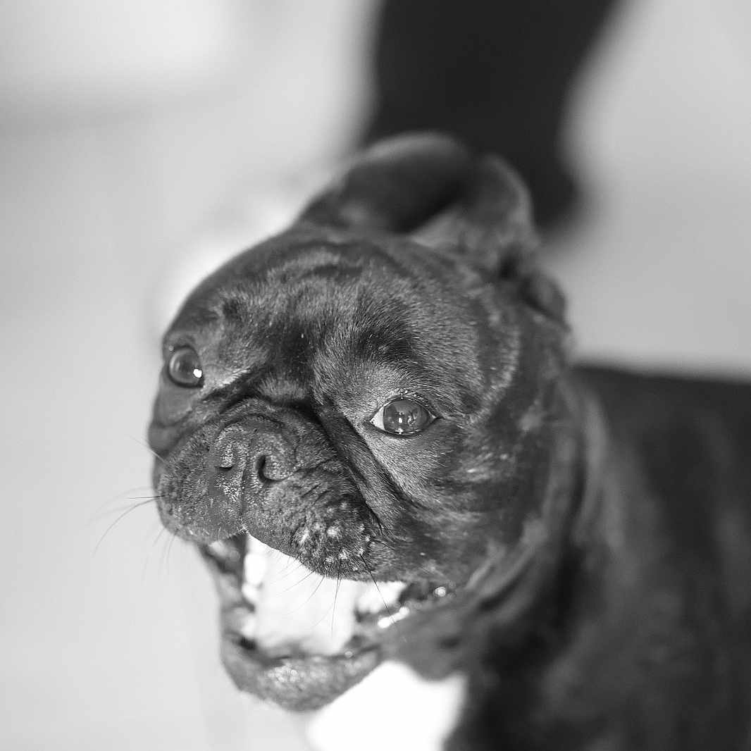 Dante a rejoint le concours — aidez-le/la à gagner de superbes lots ! animal, black_and_white, canine, close_up, cute, dog, ears, expression, french_bulldog, fur, indoor, looking_up, mouth_open, pet, playful, portrait, snout, teeth, tongue, whiskers