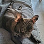 Dante participe au concours pour gagner de l'argent avec cette photo : dog, french_bulldog, black_dog, pet, indoor, couch, furniture, relaxing, resting, floor, tile_floor, ears, paw, snout, canine, animal, domestic_animal, home, laying_down, sleepy