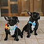 dog, french_bulldog, pet, animal, indoor, tile_floor, bow_tie, flower_lei, brown_door, cute, companion, sitting, looking_away, pair, domestic, portrait, small_dog, black_dog, white_chest, ears_up