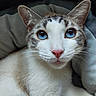 animal, blue_eyes, cat, close_up, cushion, cute, domestic_animal, ears, face, feline, fur, indoor, mammal, pet, pink_nose, portrait, relaxed, resting, soft_light, whiskers