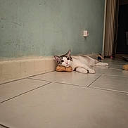 Uly participe au concours pour gagner de l'argent avec cette photo : cat, animal, pet, indoor, floor, tile, wall, potato, lying_down, curious, head, resting, domestic, cute, feline, room, floor_tile, relaxed, looking, alone