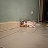 alone, animal, cat, curious, cute, domestic, feline, floor, floor_tile, head, indoor, looking, lying_down, pet, potato, relaxed, resting, room, tile, wall