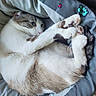 animal, bed, blue_eyes, cat, close_up, cozy, curled_up, cute, domestic_cat, feline, fur, indoor, paws, pet_bed, relaxed, resting, sleepy, soft, tail, whiskers