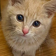 Echo is registered to the contest to win money with this photo: kitten, cat, ginger_cat, orange_fur, animal, pet, whiskers, blue_eyes, pink_nose, ears, paws, sitting, indoor, wooden_floor, portrait, close_up, cute, curious, fluffy, photography