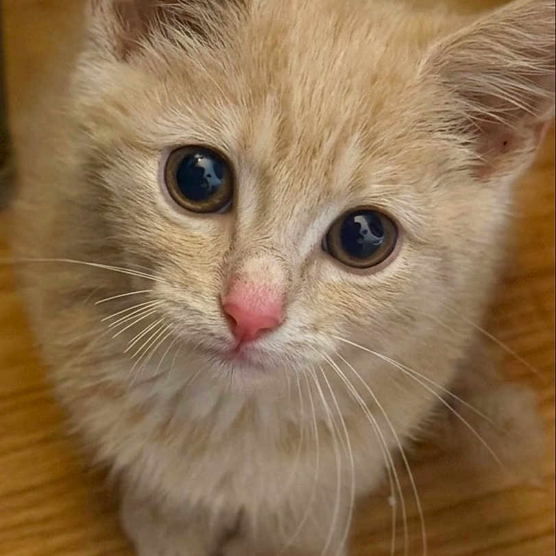 Echo is registered to the contest to win money with this photo: kitten, cat, ginger_cat, orange_fur, animal, pet, whiskers, blue_eyes, pink_nose, ears, paws, sitting, indoor, wooden_floor, portrait, close_up, cute, curious, fluffy, photography