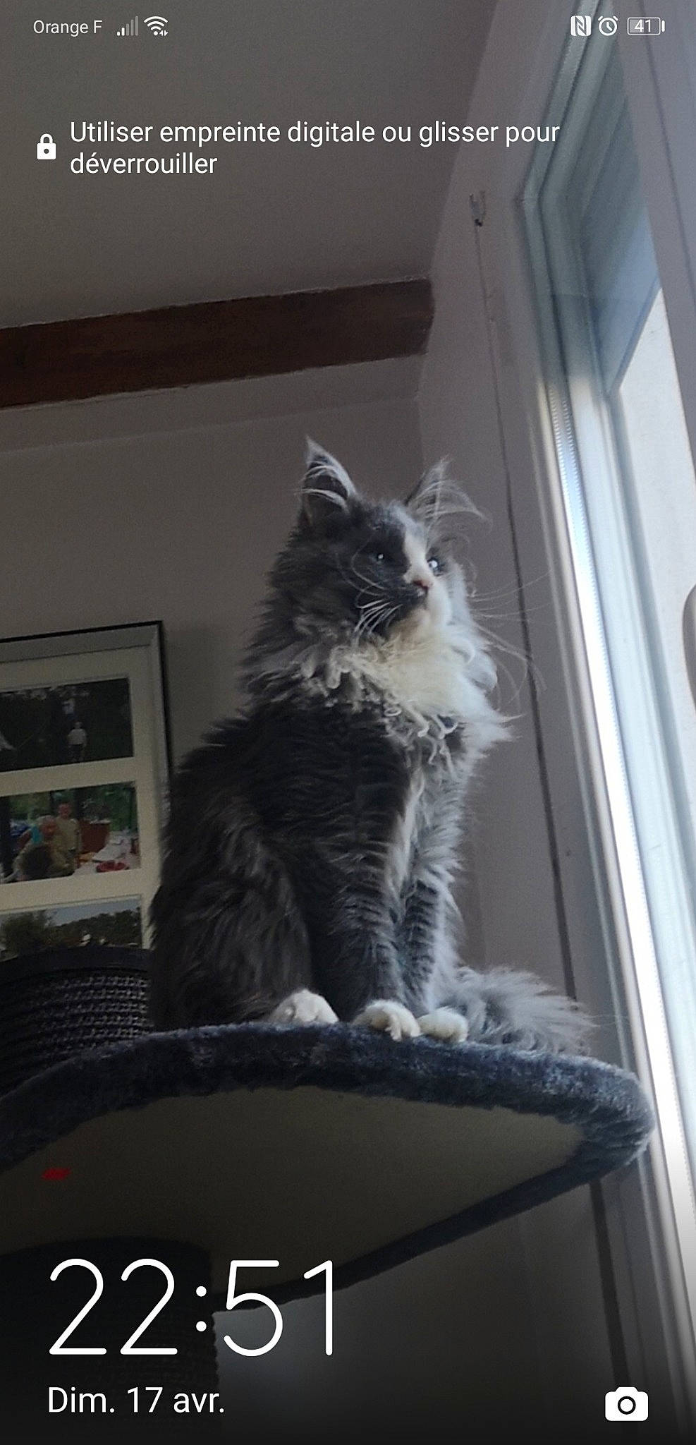 Sonic a rejoint le concours — aidez-le/la à gagner de superbes lots ! carnivore, cat, cat_supply, chair, domestic_short_haired_cat, felidae, fur, glass, grey, mammal, monochrome, monochrome_photography, picture_frame, sitting, small_to_medium_sized_cats, snout, tail, whiskers, window, wood