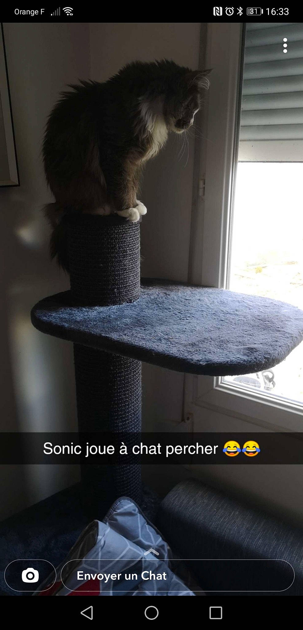 Sonic a rejoint le concours — aidez-le/la à gagner de superbes lots ! automotive_tire, black, cat, cat_supply, comfort, composite_material, felidae, floor, flooring, grey, hardwood, light, pet_supply, picture_frame, small_to_medium_sized_cats, table, whiskers, white, window, wood