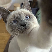 Luna a rejoint le concours — aidez-le/la à gagner de superbes lots ! cat, siamese, blue_eyes, whiskers, curious, indoor, pet, feline, close_up, paw, fur, animal, cute, domestic, looking_up, soft_light, home, plant, table, blurred_background