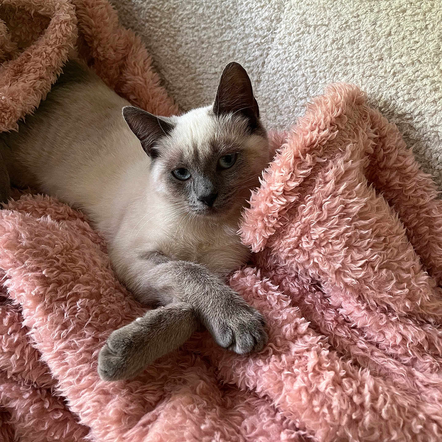 Luna participe au concours pour gagner de l'argent avec cette photo : animal, blue_eyes, cat, cozy, crossed_paws, cute, ears, feline, fluffy_blanket, fur, indoor, paws, pet, pink_blanket, portrait, relaxed, resting, siamese_cat, soft_texture, whiskers