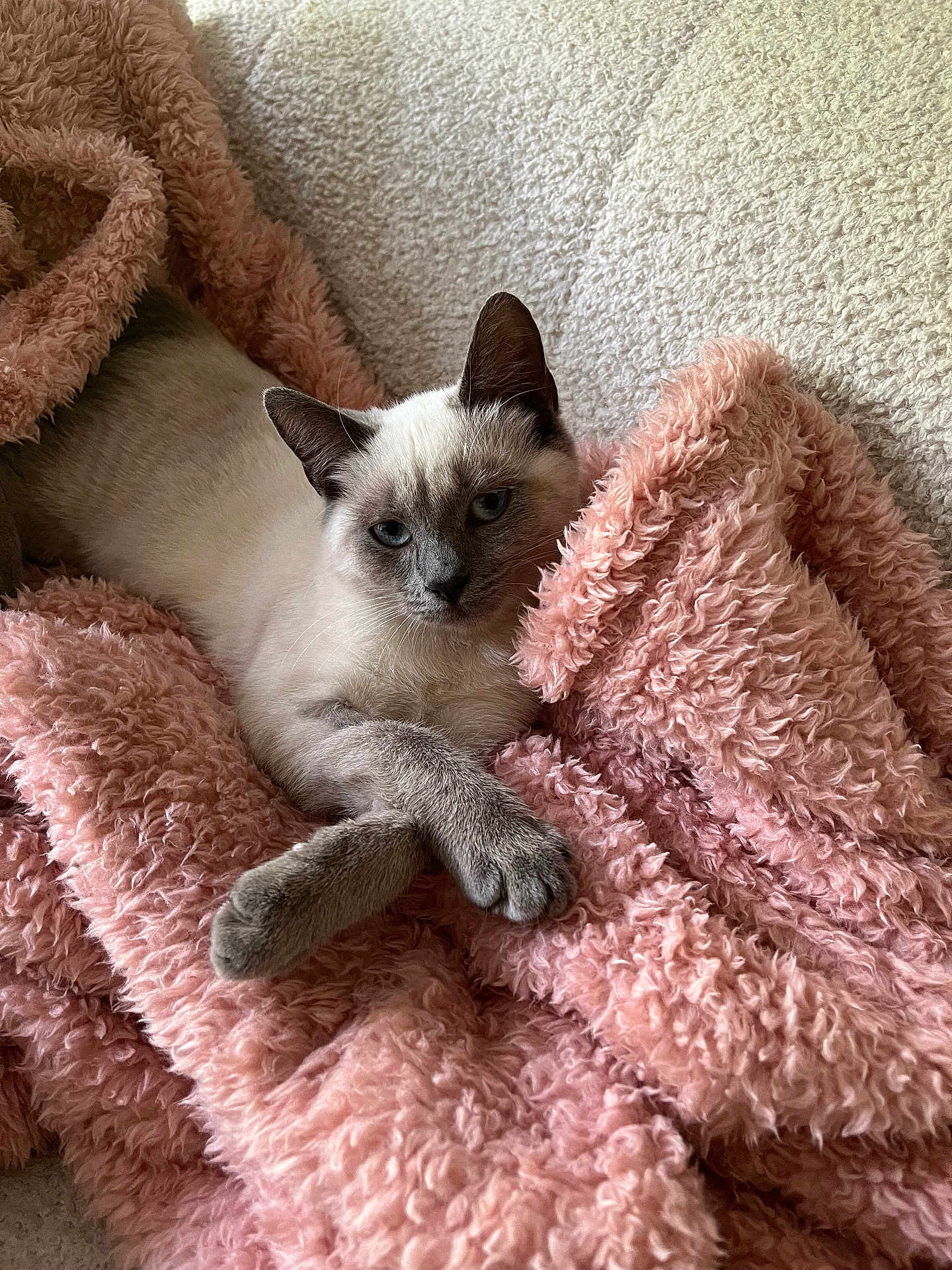 Luna participe au concours pour gagner de l'argent avec cette photo : cat, siamese_cat, pet, animal, feline, fluffy_blanket, pink_blanket, cozy, relaxed, indoor, soft_texture, paws, crossed_paws, resting, cute, fur, whiskers, ears, blue_eyes, portrait
