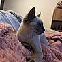 Luna participe au concours pour gagner de l'argent avec cette photo : cat, siamese, kitten, pet, animal, feline, fur, whiskers, ears, paw, blanket, plush, cozy, indoor, home, furniture, relaxing, resting, curious, profile
