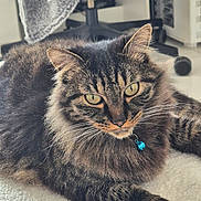 Marley a rejoint le concours — aidez-le/la à gagner de superbes lots ! cat, tabby, fluffy, pet, indoor, carpet, collar, bell, yellow_eyes, feline, resting, closeup, whiskers, ears, chair, blanket, computer, home, fur, portrait