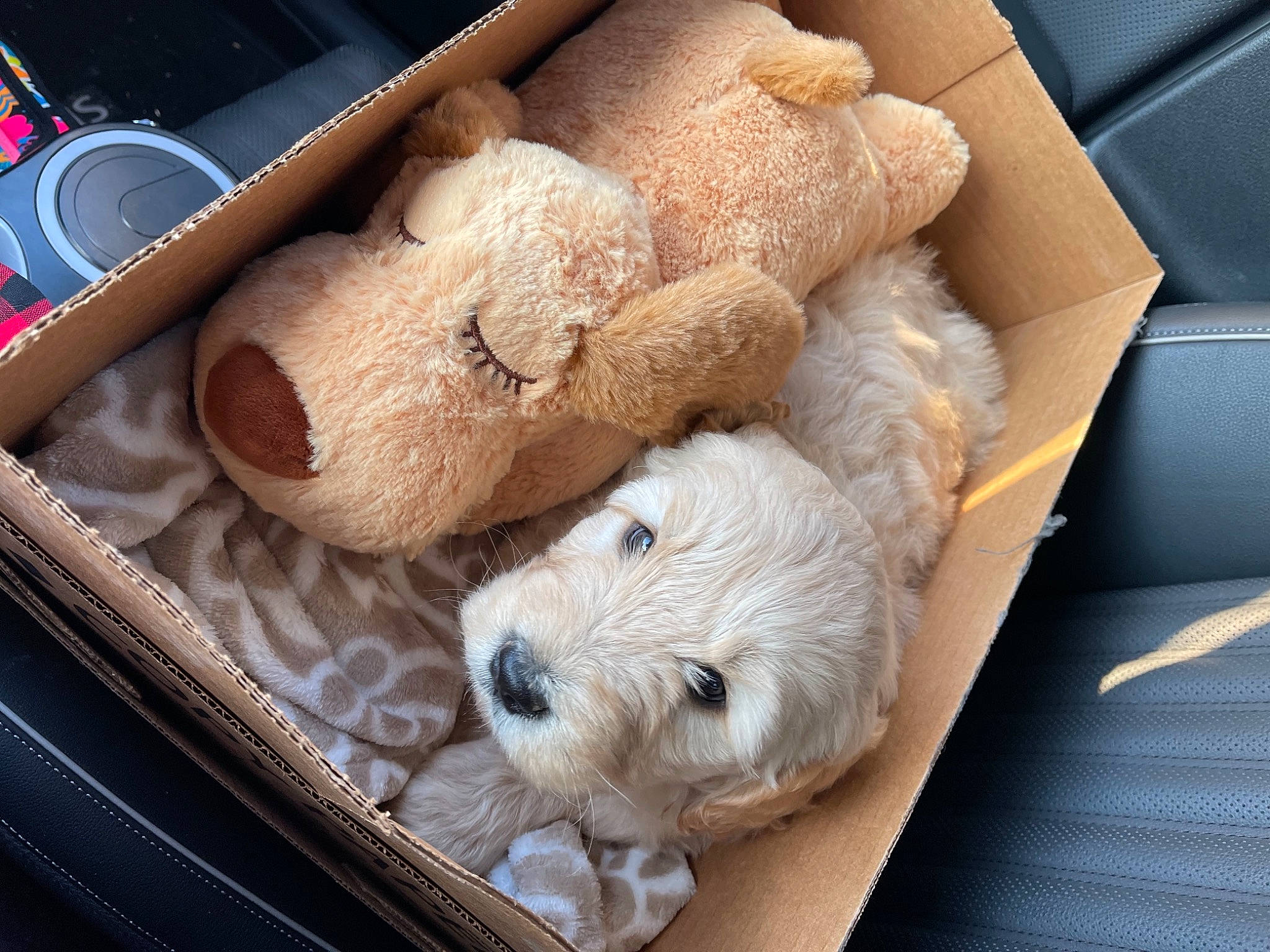 Gnocchi joined the competition — help win amazing prizes! canidae, carnivore, comfort, comfort_food, companion_dog, dog_breed, fawn, flooring, fur, ingredient, linens, office_supplies, room, sheep, snout, sporting_group, stuffed_toy, toy, wood, wool