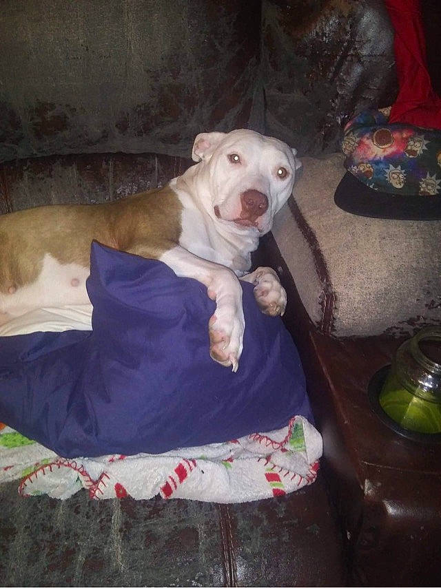 Willow joined the competition — help win amazing prizes! american_bulldog, american_pit_bull_terrier, american_staffordshire_terrier, canidae, carnivore, dog, dog_breed, dogo_argentino, fawn, guard_dog, mammal, non_sporting_group, pit_bull, puppy, snout, terrier, vertebrate