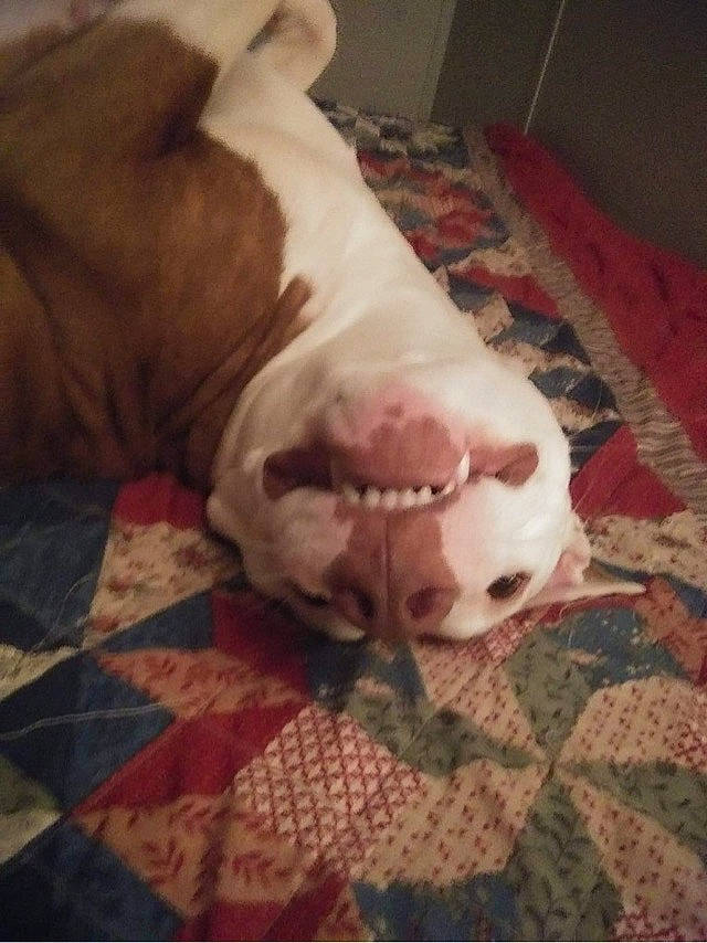 Willow joined the competition — help win amazing prizes! american_bulldog, american_pit_bull_terrier, american_staffordshire_terrier, bulldog, canidae, carnivore, companion_dog, dog, dog_breed, dogo_argentino, fawn, mammal, non_sporting_group, old_english_bulldog, olde_english_bulldogge, pit_bull, snout, toy_bulldog, valley_bulldog