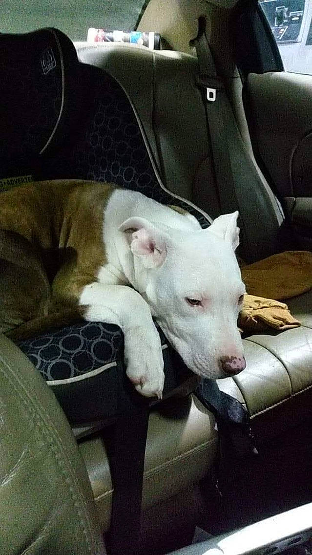 Willow joined the competition — help win amazing prizes! american_pit_bull_terrier, bull_and_terrier, bull_terrier, bull_terrier_miniature, canidae, car_seat, carnivore, companion_dog, dog, dog_breed, dogo_argentino, english_white_terrier, fawn, gull_terr, mammal, non_sporting_group, pit_bull, terrier, vertebrate