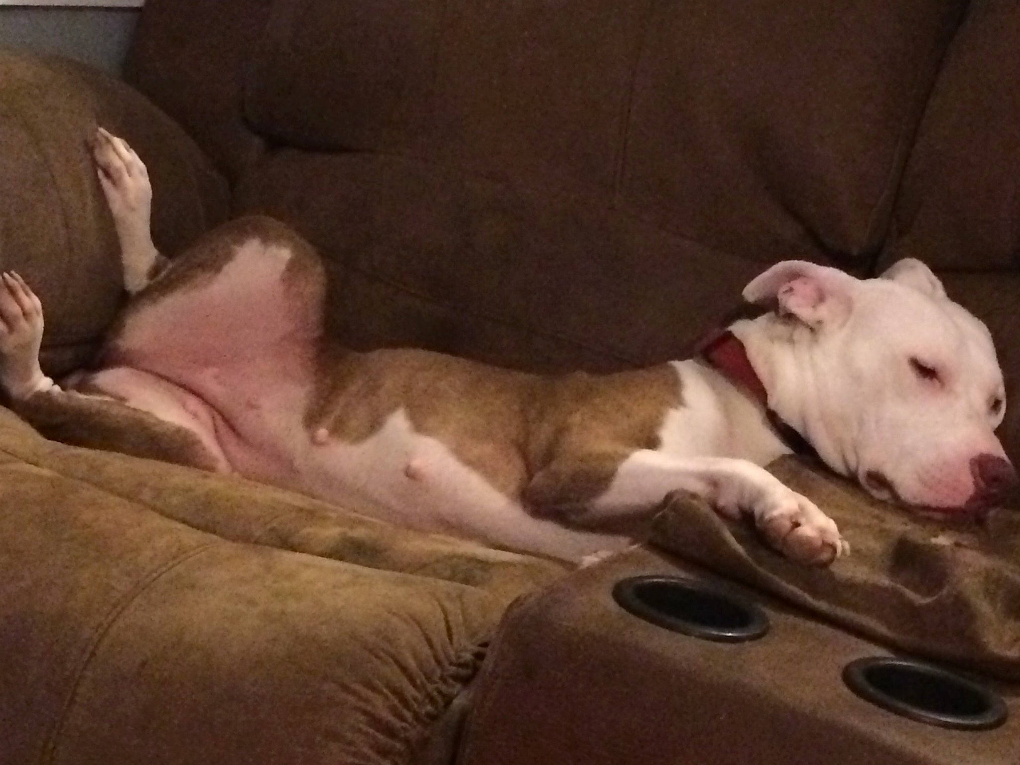 Willow is registered to the contest to win money with this photo: american_bulldog, american_pit_bull_terrier, bull_and_terrier, canidae, carnivore, companion_dog, dog, dog_breed, dogo_argentino, ear, english_white_terrier, fawn, mammal, nap, non_sporting_group, pit_bull, puppy, puppy_love, snout, vertebrate