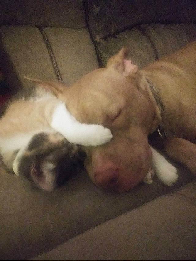 Clementine is registered to the contest to win money with this photo: american_bulldog, american_pit_bull_terrier, boxer, bulldog, canidae, carnivore, companion_dog, dog, dog_breed, fawn, french_bulldog, mammal, non_sporting_group, pit_bull, puppy, puppy_love