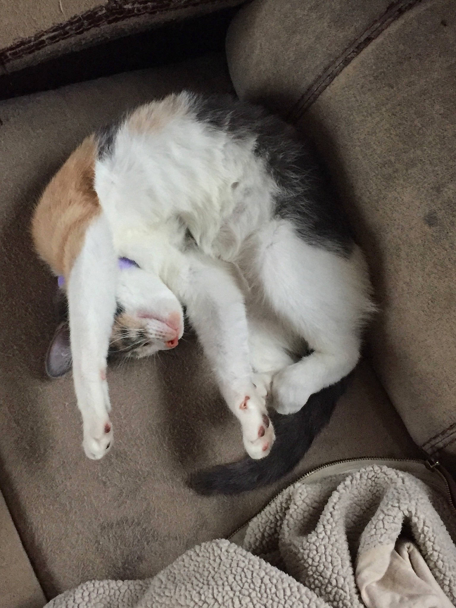 Clementine is registered to the contest to win money with this photo: canidae, carnivore, cat, claw, ear, felidae, fur, kitten, leg, nap, paw, polydactyl_cat, puppy, sleep, small_to_medium_sized_cats, tail, whiskers