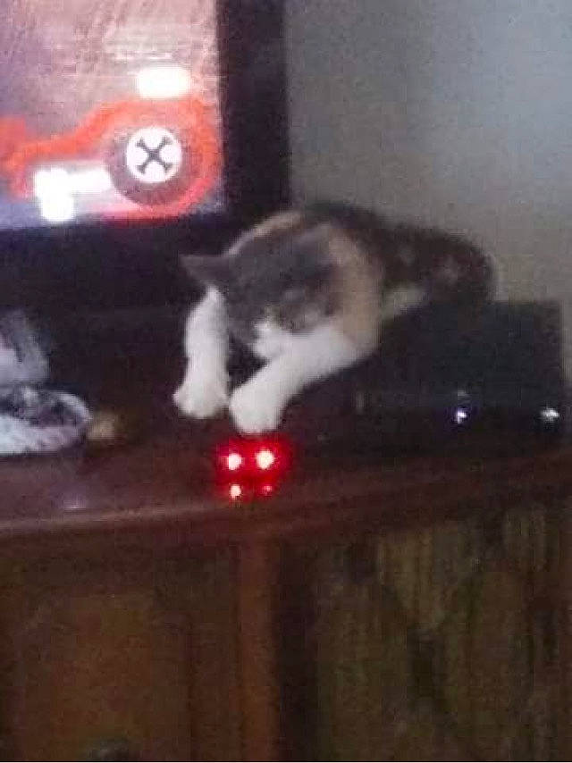 Clementine is registered to the contest to win money with this photo: american_shorthair, carnivore, cat, domestic_short_haired_cat, felidae, kitten, norwegian_forest_cat, persian, polydactyl_cat, small_to_medium_sized_cats, tail, whiskers