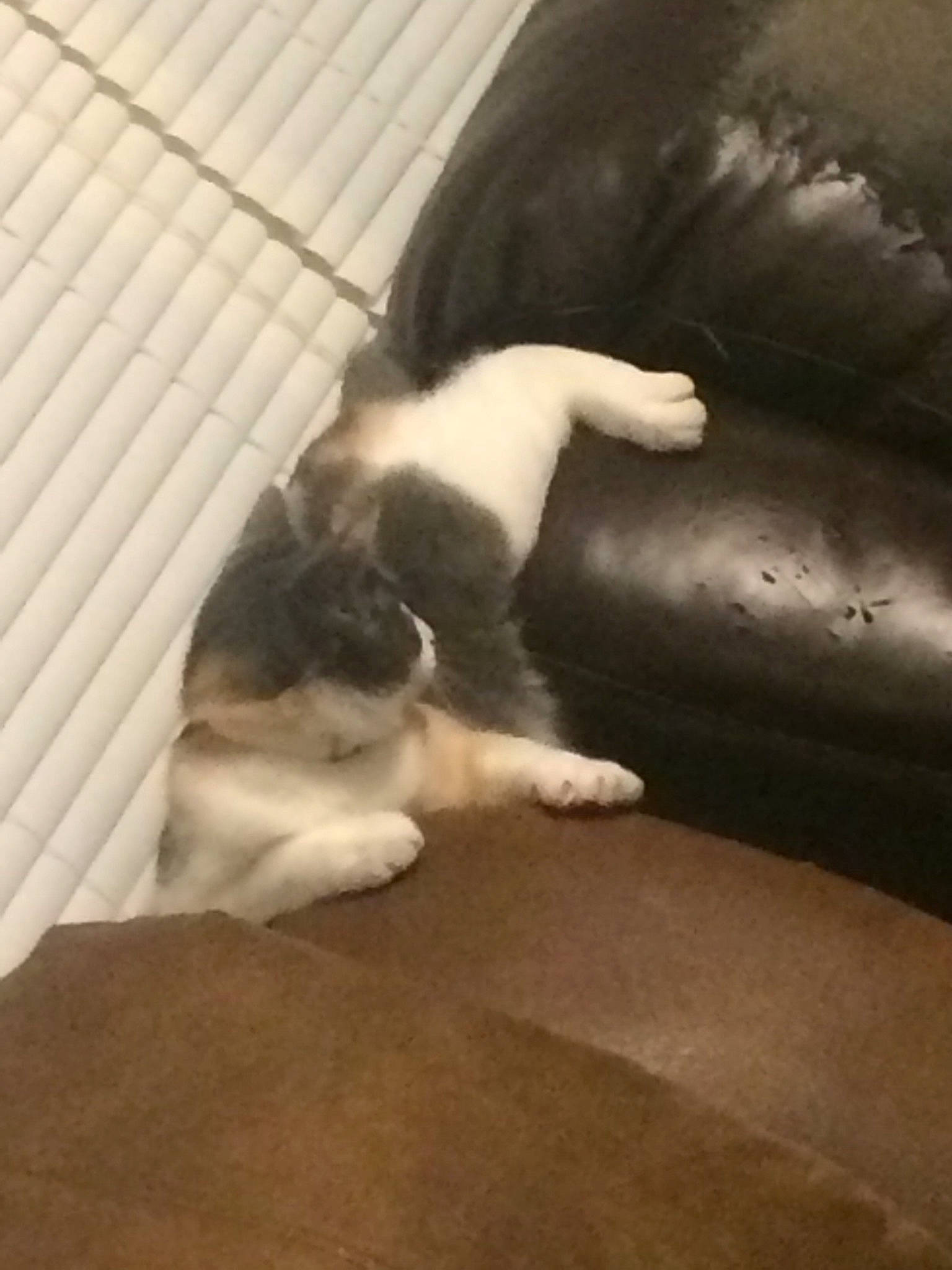 Clementine is registered to the contest to win money with this photo: canidae, carnivore, cat, companion_dog, dog, dog_breed, felidae, kitten, non_sporting_group, paw, puppy, small_to_medium_sized_cats, sporting_group, tail