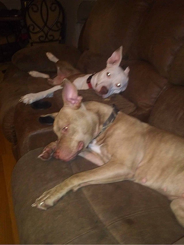 Cherokee is registered to the contest to win money with this photo: american_hairless_terrier, american_pit_bull_terrier, bull_and_terrier, bull_terrier, canidae, carnivore, companion_dog, dog, dog_breed, dogo_argentino, ear, fawn, gull_terr, mammal, non_sporting_group, pit_bull, vertebrate