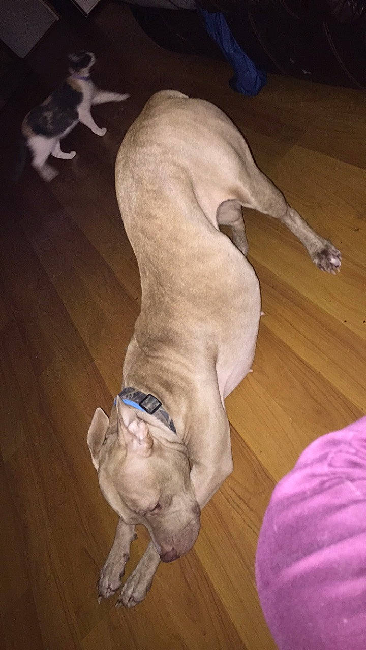 Cherokee is registered to the contest to win money with this photo: canidae, carnivore, companion_dog, dog, dog_breed, fawn, mammal, non_sporting_group, sporting_group, tail, vertebrate