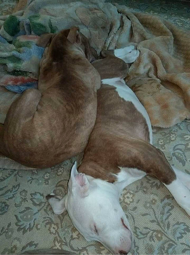 Cherokee joined the competition — help win amazing prizes! american_pit_bull_terrier, bull_terrier, canidae, carnivore, dog, dog_breed, fawn, liver, mammal, non_sporting_group, pit_bull, tail